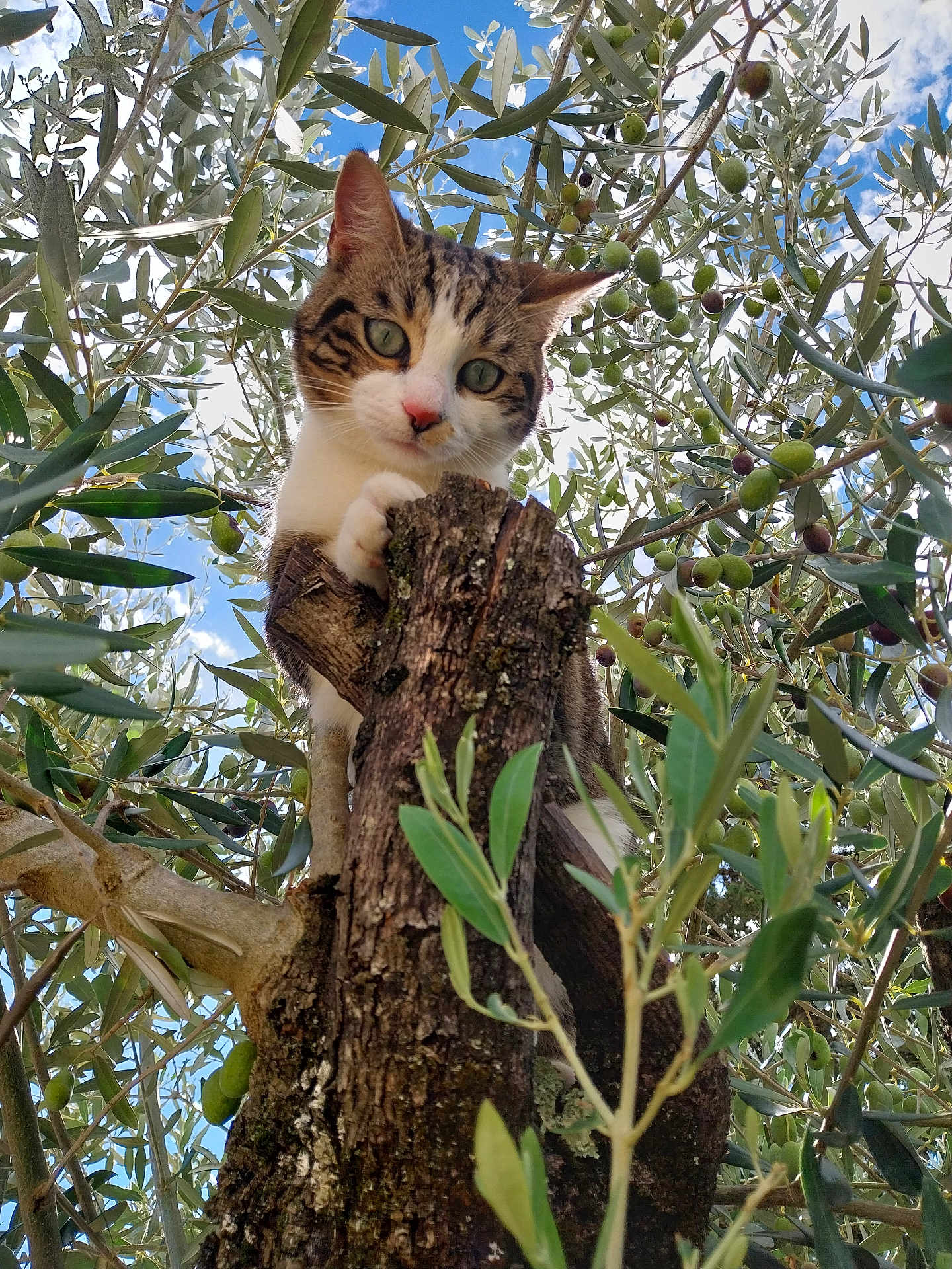 Praline participe au concours pour gagner de l'argent avec cette photo : cat, tree, olive_tree, leaves, outdoor, animal, nature, sky, green, brown, fur, paw, branch, curious, closeup, daylight, wildlife, pet, climbing, trunk