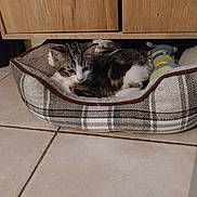 Praline a rejoint le concours — aidez-le/la à gagner de superbes lots ! kitten, cat, pet_bed, plaid, toy, tile_floor, wooden_cabinet, indoor, feline, resting, curious, small_pet, cozy, domestic, animal, fur, whiskers, ears, cute, young