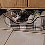 kitten, cat, pet_bed, plaid, toy, tile_floor, wooden_cabinet, indoor, feline, resting, curious, small_pet, cozy, domestic, animal, fur, whiskers, ears, cute, young