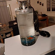 Praline participe au concours pour gagner de l'argent avec cette photo : animal, cat, curious, curtains, decor, fish, floor, furniture, glass, home, indoor, lighting, living_room, orange_fish, pet, tabby_cat, table, tail, water, window