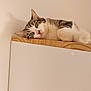 cat, tabby, pet, animal, sleepy, relaxed, wooden_shelf, indoor, feline, whiskers, ears, green_eyes, fur, resting, close_up, cute, domestic_cat, household, minimalist, calm