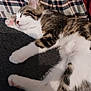 Praline participe au concours pour gagner de l'argent avec cette photo : kitten, cat, sleeping, paw, pink_paw_pads, tabby, white_fur, fluffy, close_up, indoor, blanket, plaid, fabric, cozy, resting, cute, pet, animal, feline, soft