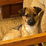 Pooh Bear is registered to the contest to win money with this photo: animal, beige_chair, brown_dog, companion, cozy, cute, dog, domestic_animal, ears, face, furniture, indoor, looking_at_camera, paw, pet, relaxed, sitting, small_dog, snout, wooden_armrest