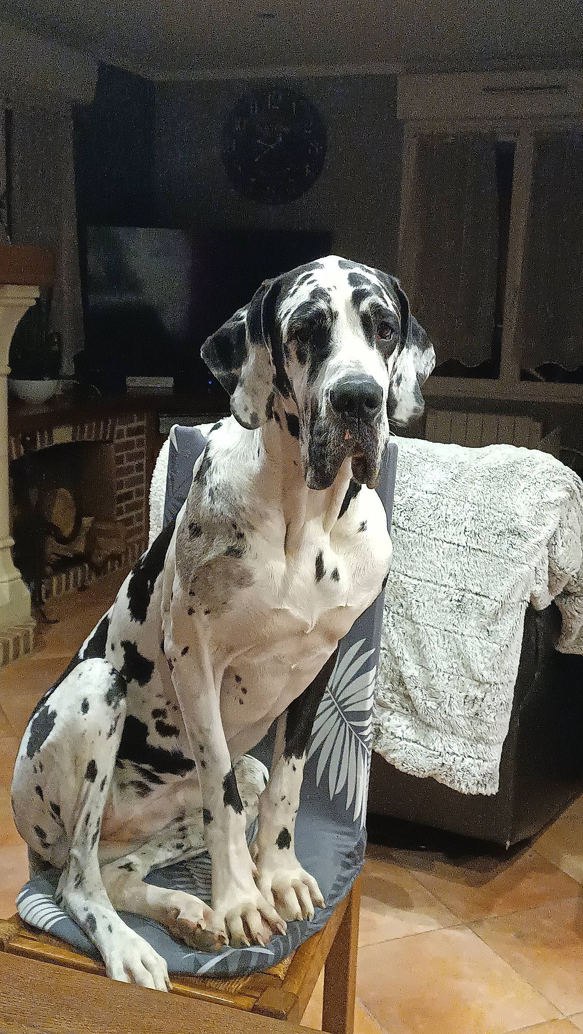 Turquoise a rejoint le concours — aidez-le/la à gagner de superbes lots ! bored, canidae, carnivore, comfort, companion_dog, dalmatian, dog, dog_breed, fawn, fur, great_dane, gun_dog, metal, non_sporting_group, sitting, snout, sporting_group, working_animal, working_dog