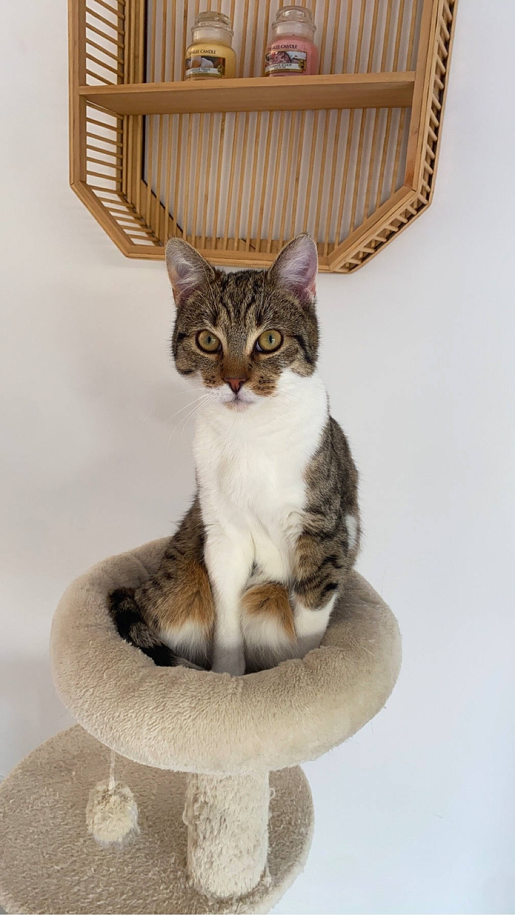 Naho participe au concours pour gagner de l'argent avec cette photo : art, carnivore, cat, cat_supply, collar, domestic_short_haired_cat, door, eye, fashion_accessory, felidae, font, fur, paw, pet_supply, small_to_medium_sized_cats, snout, tail, terrestrial_animal, whiskers, window