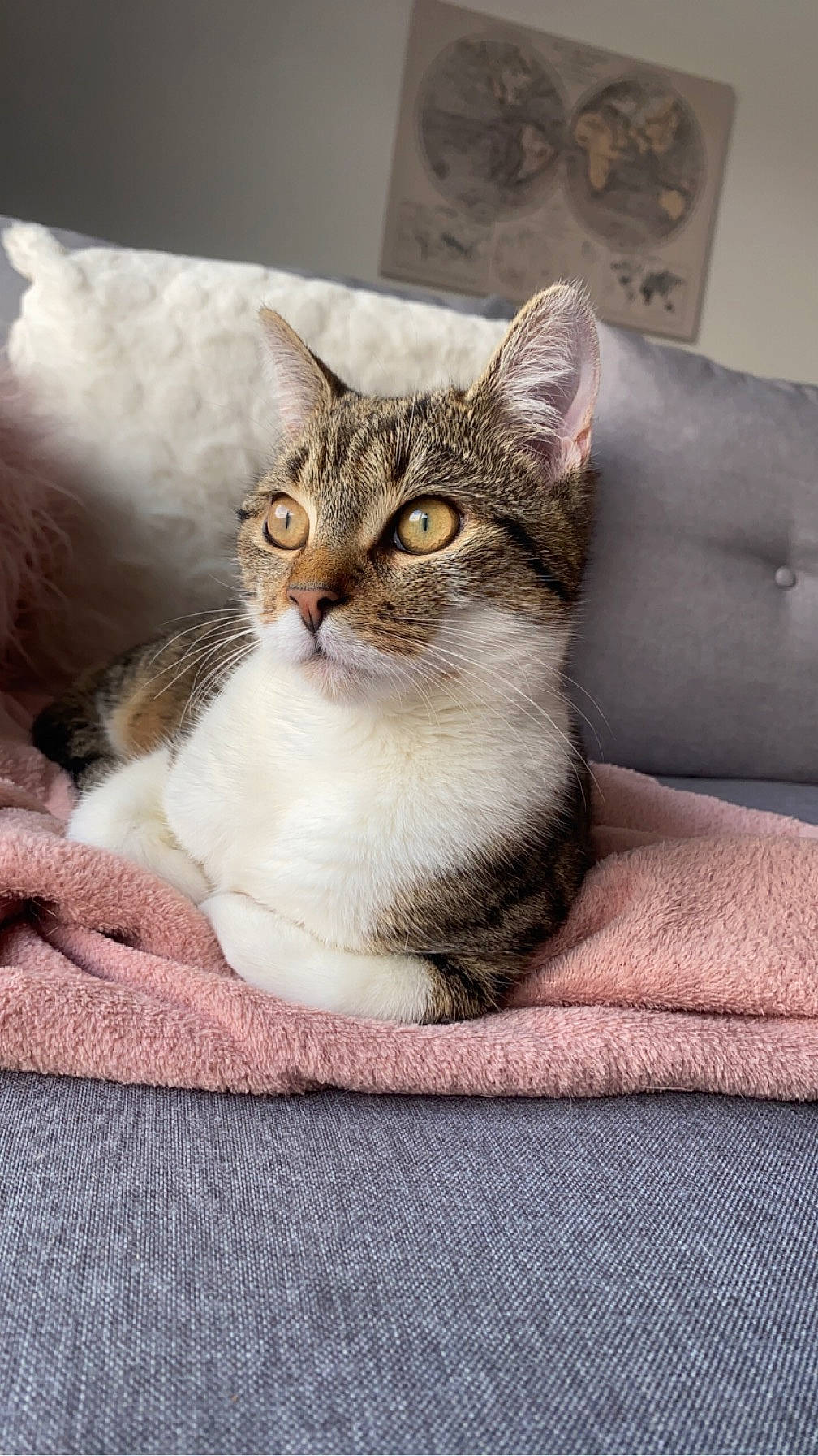 Naho a rejoint le concours — aidez-le/la à gagner de superbes lots ! box, carnivore, cat, cat_supply, comfort, domestic_short_haired_cat, door, eye, felidae, fur, grey, paw, sitting, small_to_medium_sized_cats, snout, whiskers, window