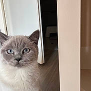 Simba a rejoint le concours — aidez-le/la à gagner de superbes lots ! cat, blue_eyes, indoor, curious, fur, pet, animal, door, flooring, whiskers, mammal, domestic, portrait, looking, feline, close_up, home, light, gray, white