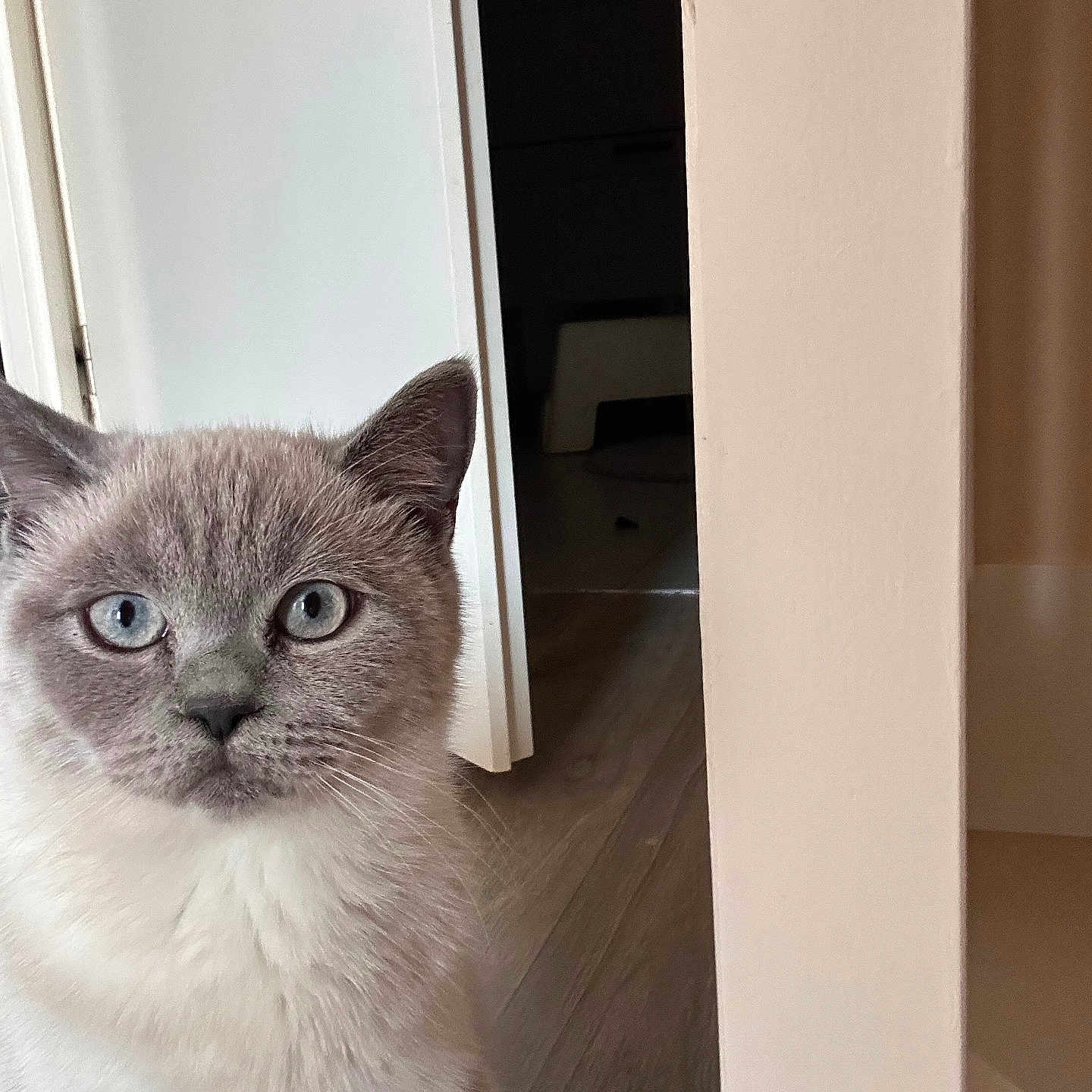 Simba a rejoint le concours — aidez-le/la à gagner de superbes lots ! animal, blue_eyes, cat, close_up, curious, domestic, door, feline, flooring, fur, gray, home, indoor, light, looking, mammal, pet, portrait, whiskers, white