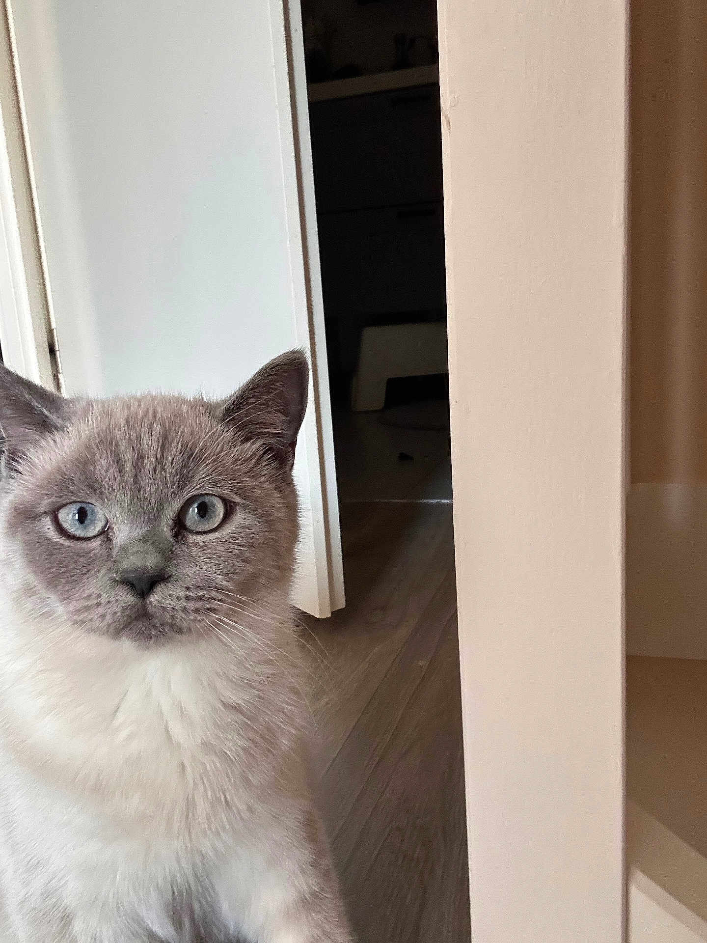 Simba a rejoint le concours — aidez-le/la à gagner de superbes lots ! cat, blue_eyes, indoor, curious, fur, pet, animal, door, flooring, whiskers, mammal, domestic, portrait, looking, feline, close_up, home, light, gray, white