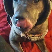 Gordo is registered to the contest to win money with this photo: dog, hat, tongue, licking, red_blanket, indoor, pet, fur, canine, clothing, cozy, warm, brown_fur, close_up, lying_down, animal, cute, portrait, domestic_animal, accessory