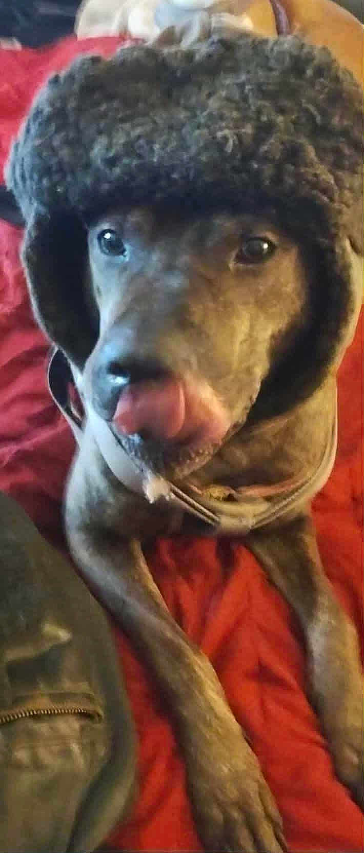 Gordo is registered to the contest to win money with this photo: dog, hat, tongue, licking, red_blanket, indoor, pet, fur, canine, clothing, cozy, warm, brown_fur, close_up, lying_down, animal, cute, portrait, domestic_animal, accessory