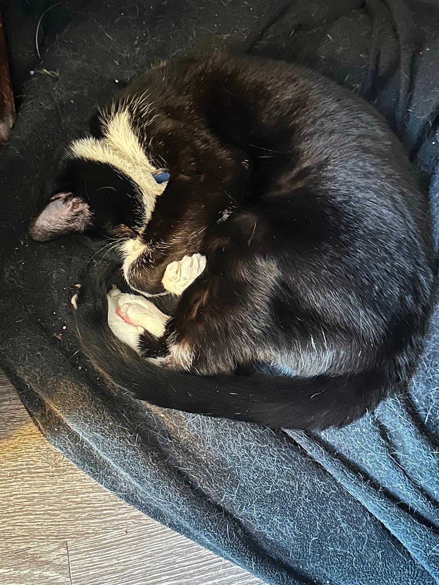 Matilda joined the competition — help win amazing prizes! cat, black_and_white, sleeping, curled_up, pet, feline, fur, paw, blanket, indoor, cozy, resting, animal, cute, domestic, quiet, relaxation, soft, tail, floor