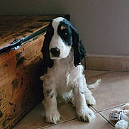 Bounty participe au concours pour gagner de l'argent avec cette photo : dog, puppy, black_and_white, fluffy, sitting, portrait, pet, animal, long_ears, brown_eyes, white_fur, black_fur, wooden_chest, wood_furniture, tile_floor, indoor, squeaky_toy, home, cute, photography