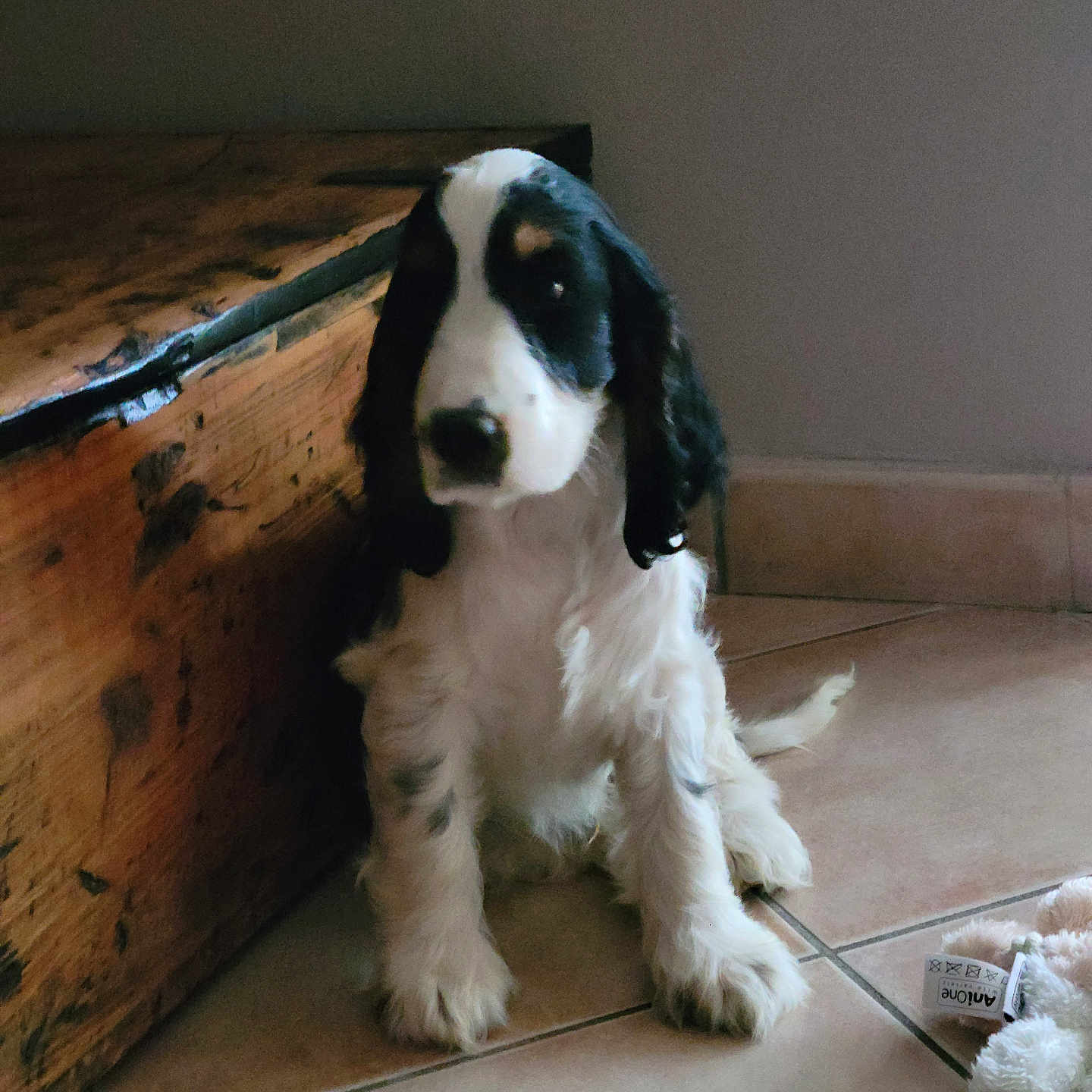 Bounty participe au concours pour gagner de l'argent avec cette photo : dog, puppy, black_and_white, fluffy, sitting, portrait, pet, animal, long_ears, brown_eyes, white_fur, black_fur, wooden_chest, wood_furniture, tile_floor, indoor, squeaky_toy, home, cute, photography