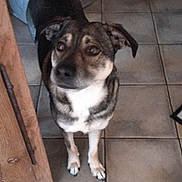 Gypsi a rejoint le concours — aidez-le/la à gagner de superbes lots ! dog, pet, animal, portrait, standing, indoors, tiled_floor, home, living_room, furniture, wooden_table, chair, blanket, black_and_white, brown_fur, white_chest, floppy_ears, looking_at_camera, full_body, photography