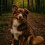 dog, stick, forest, path, autumn, trees, brown, white, fur, pet, animal, nature, outdoor, sitting, canine, playful, cute, fluffy, woodland, leaves