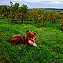 dog, grass, vineyard, outdoor, nature, greenery, canine, animal, tongue_out, resting, field, summer, landscape, pet, happy, fur, brown, white, peaceful, scenery