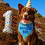 dog, birthday, party_hat, balloon, number_one, outdoor, blue_sky, grass, rock, animal, pet, celebration, smiling, tongue_out, bandana, colorful, festive, happy, nature, cute