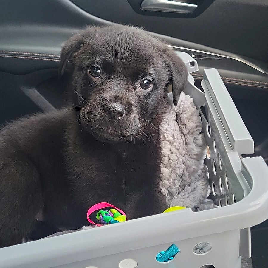 Rocket is registered to the contest to win money with this photo: animal, architecture, ball, basket, building, canine, car, cartrunk, dog, homedecor, hound, labradorretriever, laundry, pet, puppy, sport, tennis, tennisball, transportation, vehicle