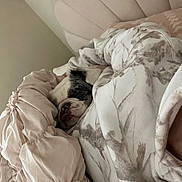 Chubby is registered to the contest to win money with this photo: bulldog, dog, bed, blanket, cozy, sleeping, indoor, plush, resting, comfort, fur, snuggled, soft, pillow, headboard, relaxing, animal, pet, cute, domestic