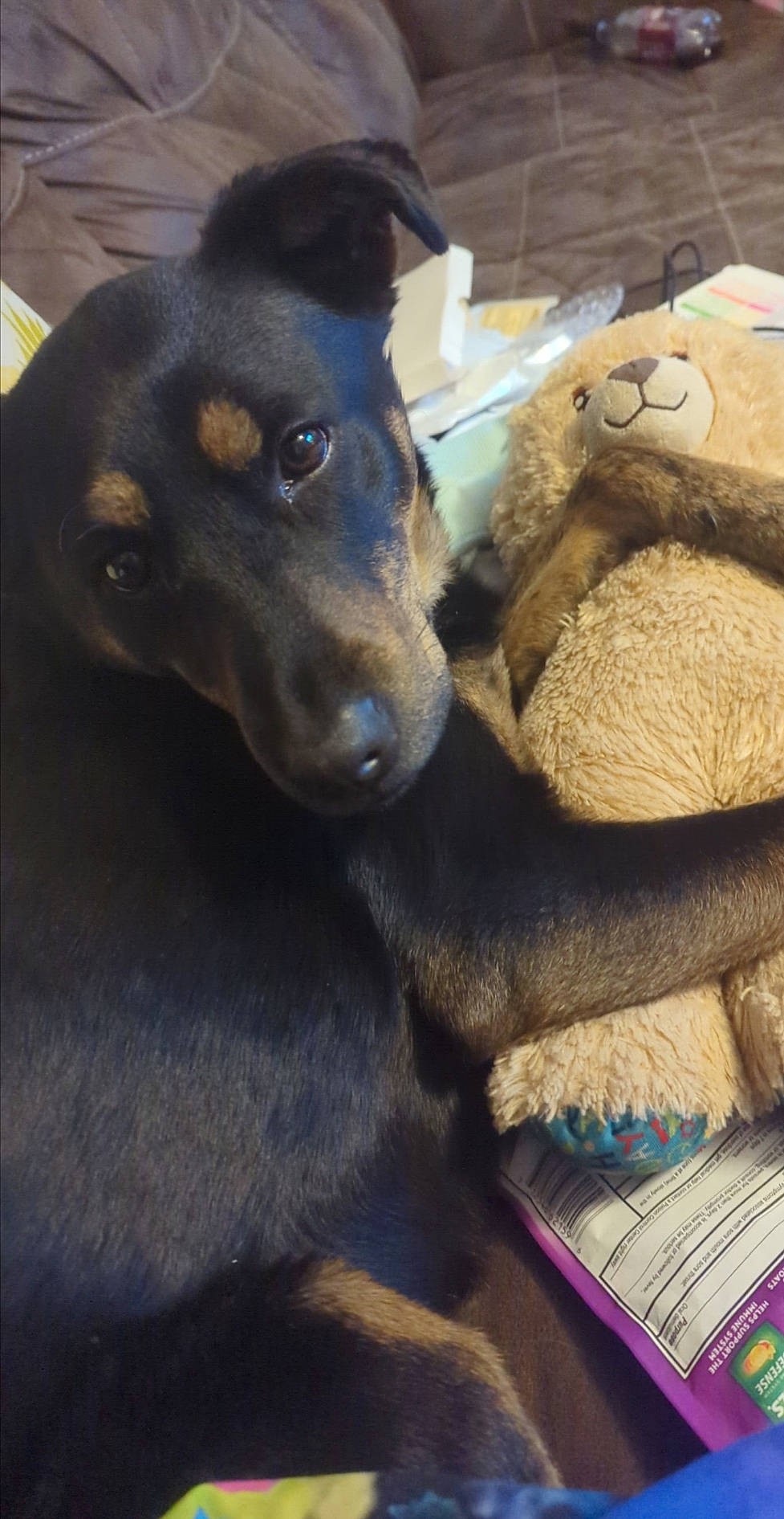 Charli joined the competition — help win amazing prizes! canidae, carnivore, companion_dog, dog, dog_breed, ear, fawn, fur, guard_dog, liver, paw, pet_supply, snout, sporting_group, terrestrial_animal, whiskers, working_animal, working_dog