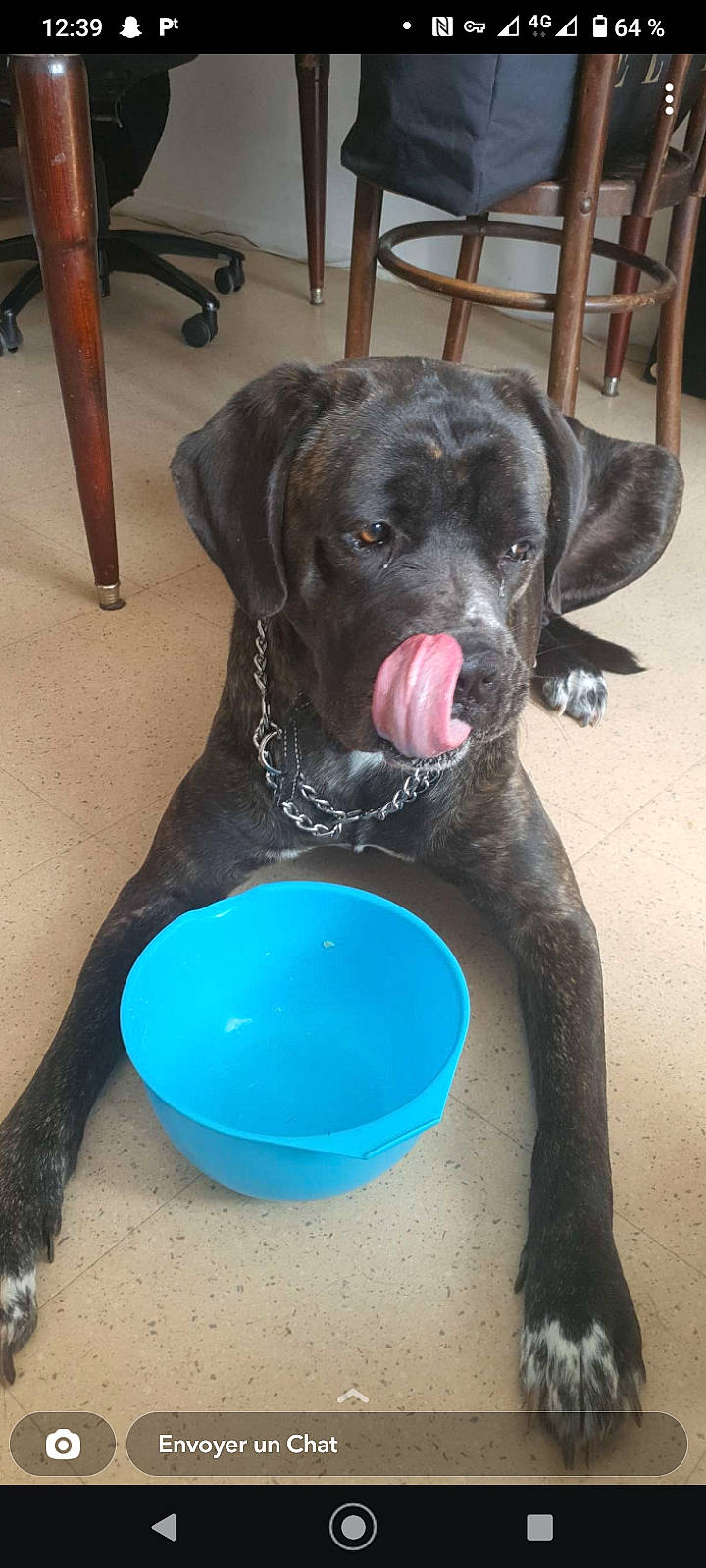 Obiwon a rejoint le concours — aidez-le/la à gagner de superbes lots ! ball, canidae, carnivore, collar, companion_dog, dog, dog_breed, dog_collar, dog_food, dog_supply, dog_toy, electric_blue, fawn, guard_dog, gun_dog, liver, pet_supply, snout, sporting_group, working_animal