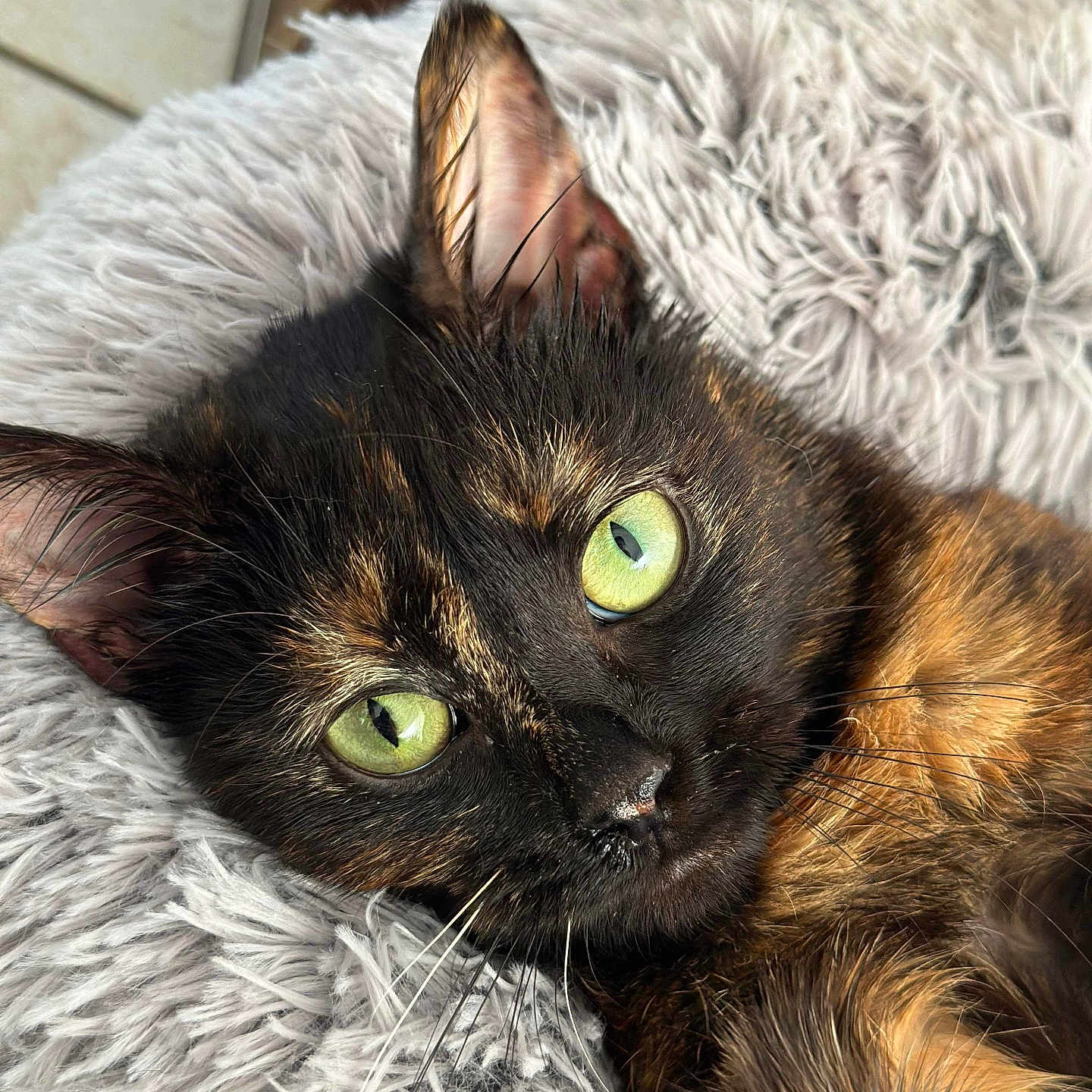 Perle a rejoint le concours — aidez-le/la à gagner de superbes lots ! abyssinian, angora, animal, blackcat, blanket, brasssection, cat, couch, cushion, den, furniture, homedecor, horn, kitten, manx, musicalinstrument, person, pet, siamese, sleeping