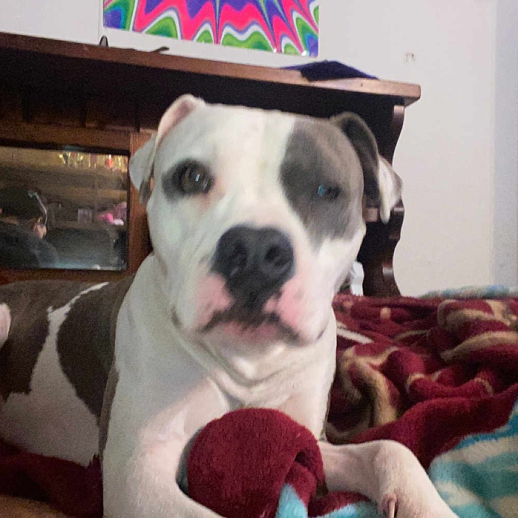 Princess joined the competition — help win amazing prizes! animal, blanket, brown_and_white_dog, canine, casual, colorful_blanket, cozy, desk, dog, furniture, home, indoor, pet, poster, relaxed, resting, room, tattoo, tattooed_arm, wooden_desk