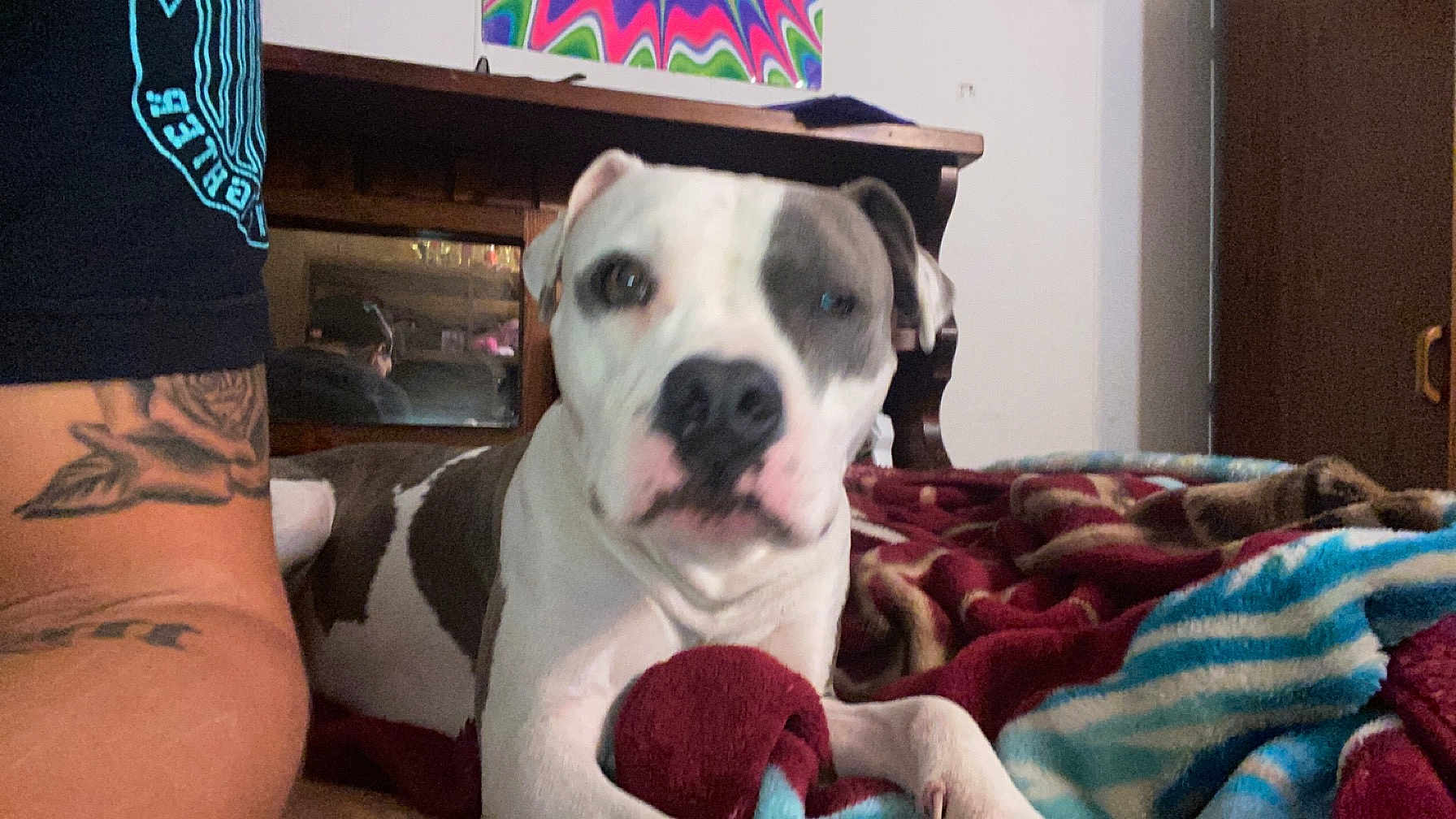 Princess joined the competition — help win amazing prizes! dog, indoor, blanket, tattoo, desk, poster, brown_and_white_dog, relaxed, furniture, wooden_desk, colorful_blanket, canine, pet, resting, cozy, animal, room, casual, tattooed_arm, home