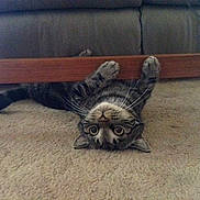 Max is registered to the contest to win money with this photo: