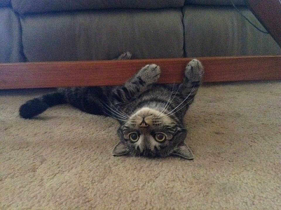 Max