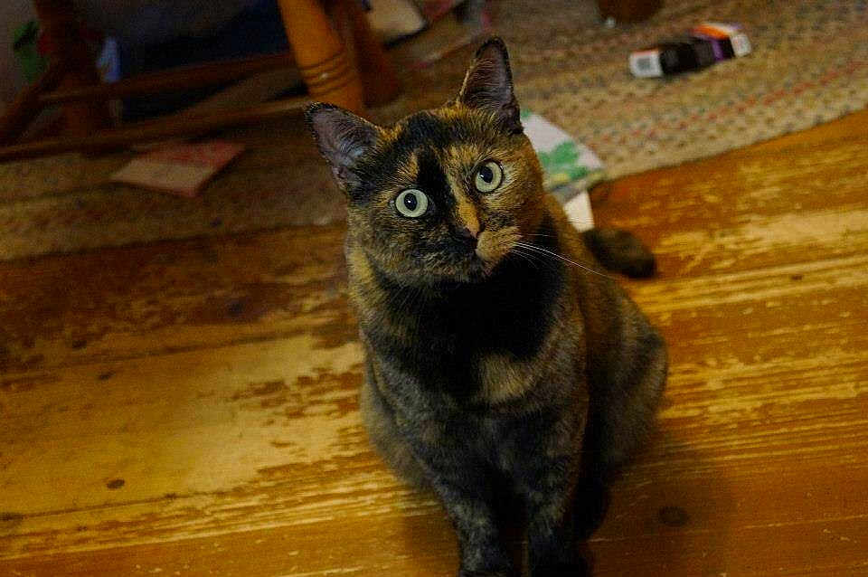 Heidi