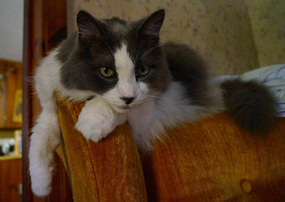 Leonard