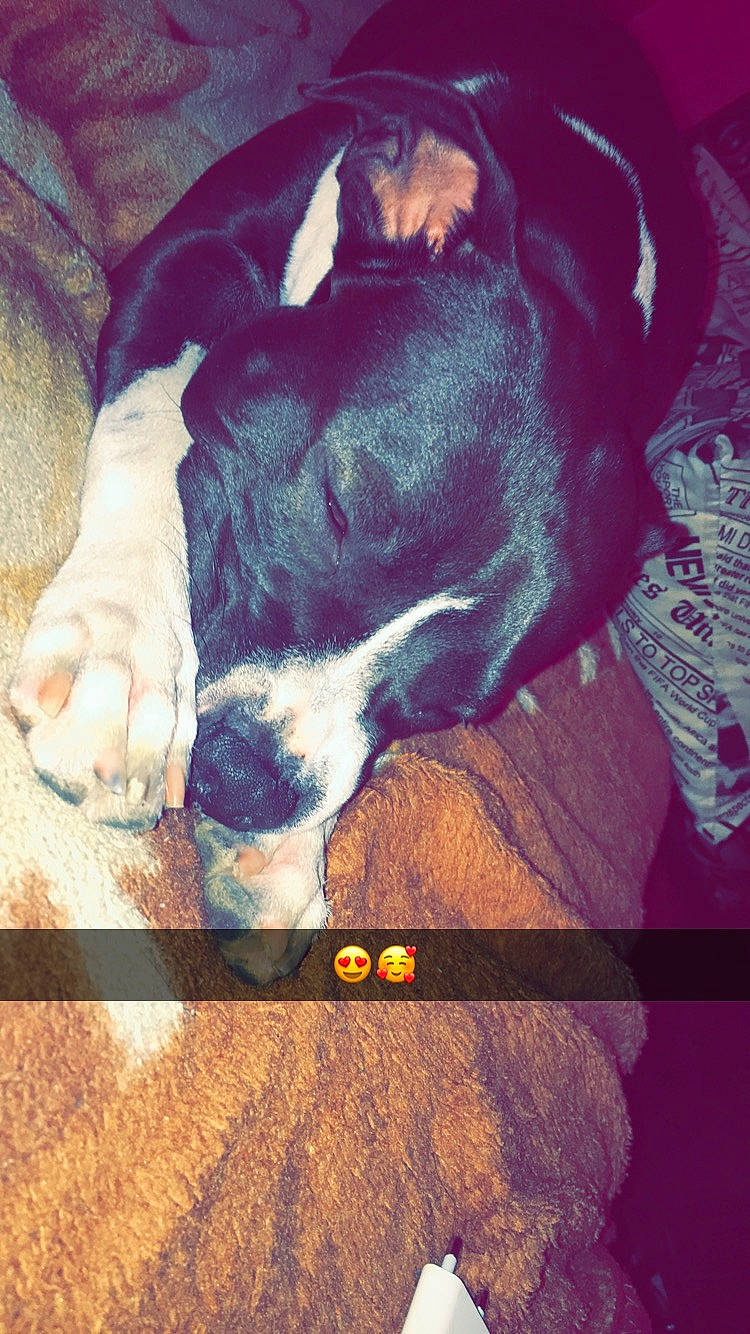 Simba participe au concours pour gagner de l'argent avec cette photo : american_pit_bull_terrier, american_staffordshire_terrier, canidae, carnivore, dog, dog_breed, great_dane, nose, pit_bull, puppy, snout, sporting_group