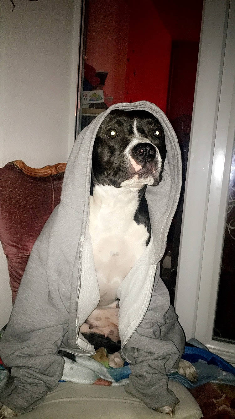 Simba participe au concours pour gagner de l'argent avec cette photo : american_bulldog, american_pit_bull_terrier, american_staffordshire_terrier, canidae, carnivore, dog, dog_breed, mammal, non_sporting_group, pit_bull, pointer, rare_breed_dog, sporting_group, vertebrate