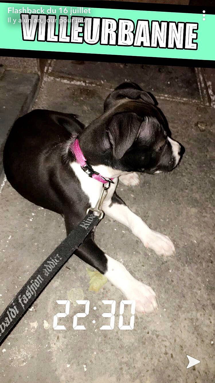 Simba a rejoint le concours — aidez-le/la à gagner de superbes lots ! adventure, american_pit_bull_terrier, bandog, bully_kutta, canidae, carnivore, collar, companion_dog, dog, dog_breed, dog_collar, fawn, leash, non_sporting_group, photo_caption, pit_bull, pointer, puppy, sporting_group, tail