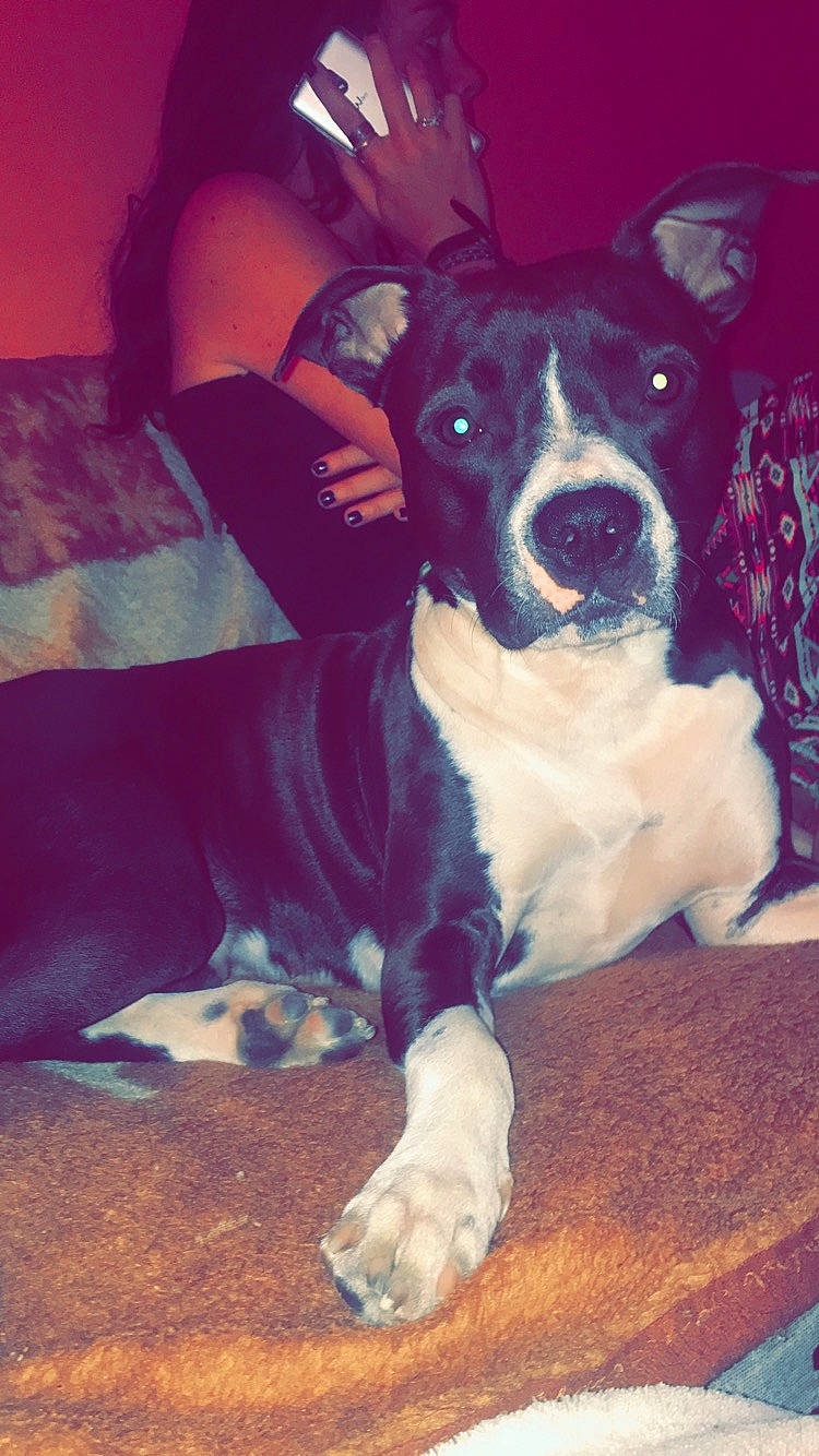 Simba a rejoint le concours — aidez-le/la à gagner de superbes lots ! american_pit_bull_terrier, american_staffordshire_terrier, canidae, carnivore, companion_dog, dog, dog_breed, fawn, mammal, mcnab, non_sporting_group, nose, pit_bull, puppy, snout, staffordshire_bull_terrier, vertebrate