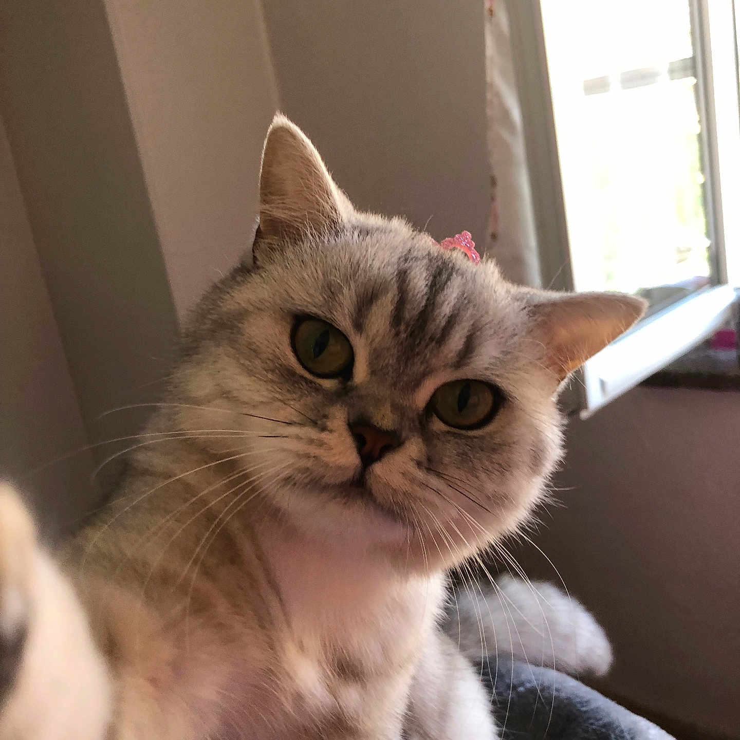 Tabatha participe au concours pour gagner de l'argent avec cette photo : abyssinian, angora, animal, architecture, cat, chair, computer, couch, electronics, furniture, indoors, kitten, laptop, manx, pc, person, pet, siamese, sleeping, window