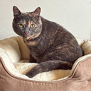 Clover joined the competition — help win amazing prizes! cat, tortoiseshell_cat, pet_bed, indoor, cozy, feline, animal, fur, yellow_eyes, resting, cute, domestic_cat, soft_texture, plush_bed, looking_at_camera, sitting, home, relaxed, comfortable, neutral_background