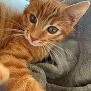 Gucci a rejoint le concours — aidez-le/la à gagner de superbes lots ! cat, kitten, orange_tabby, close_up, whiskers, curious, feline, pet, animal, cozy, blanket, gray, fur, cute, indoor, young, portrait, soft, relaxed, paw
