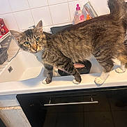 Marie a rejoint le concours — aidez-le/la à gagner de superbes lots ! cat, tabby_cat, kitchen, sink, domestic_animal, pet, curious, white_paws, countertop, dish_rack, soap_bottle, tile_wall, household, feline, indoor, looking_at_camera, animal, fur, tail, domestic_life