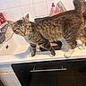 cat, tabby_cat, kitchen, sink, domestic_animal, pet, curious, white_paws, countertop, dish_rack, soap_bottle, tile_wall, household, feline, indoor, looking_at_camera, animal, fur, tail, domestic_life