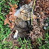 Marie participe au concours pour gagner de l'argent avec cette photo : cat, tabby_cat, animal, pet, greenery, foliage, bush, nature, outdoor, camouflage, curious, wildlife, plant, leaves, brown, green, eyes, whiskers, fur, resting