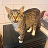 Marie a rejoint le concours — aidez-le/la à gagner de superbes lots ! cat, tabby_cat, pet, animal, indoor, stove, kitchen, tiles, white_paws, curious, meowing, feline, domestic_cat, whiskers, fur, four_legs, open_mouth, looking_up, household, appliance