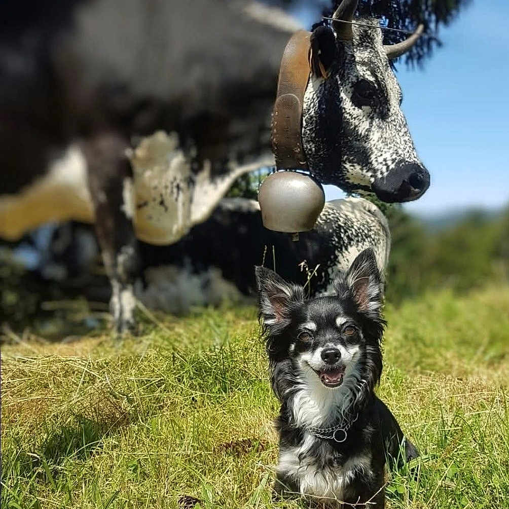 Praline a rejoint le concours — aidez-le/la à gagner de superbes lots ! animal, bell, black_and_white, bovine, canine, cow, dog, domestic, ears, farm, field, grass, grassland, happy, muzzle, nature, outdoor, pet, portrait, sunlight