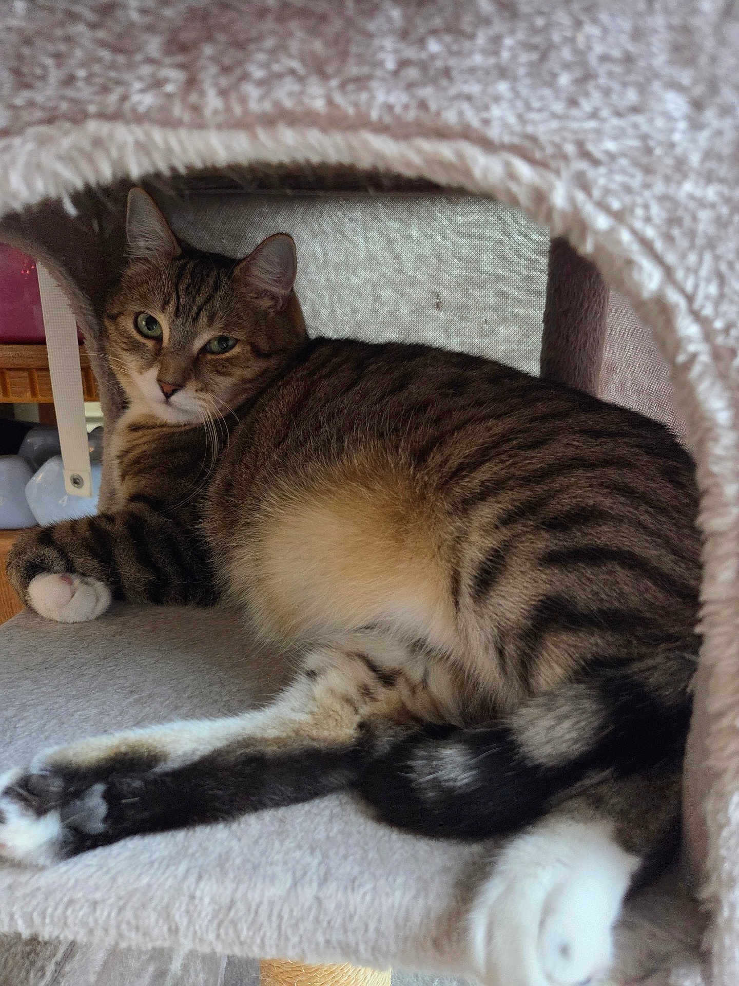 Taz is registered to the contest to win money with this photo: cat, tabby, animal, pet, feline, indoor, resting, cozy, fur, whiskers, ears, paws, tail, cat_tree, soft, relaxed, cute, sleepy, domestic, mammal