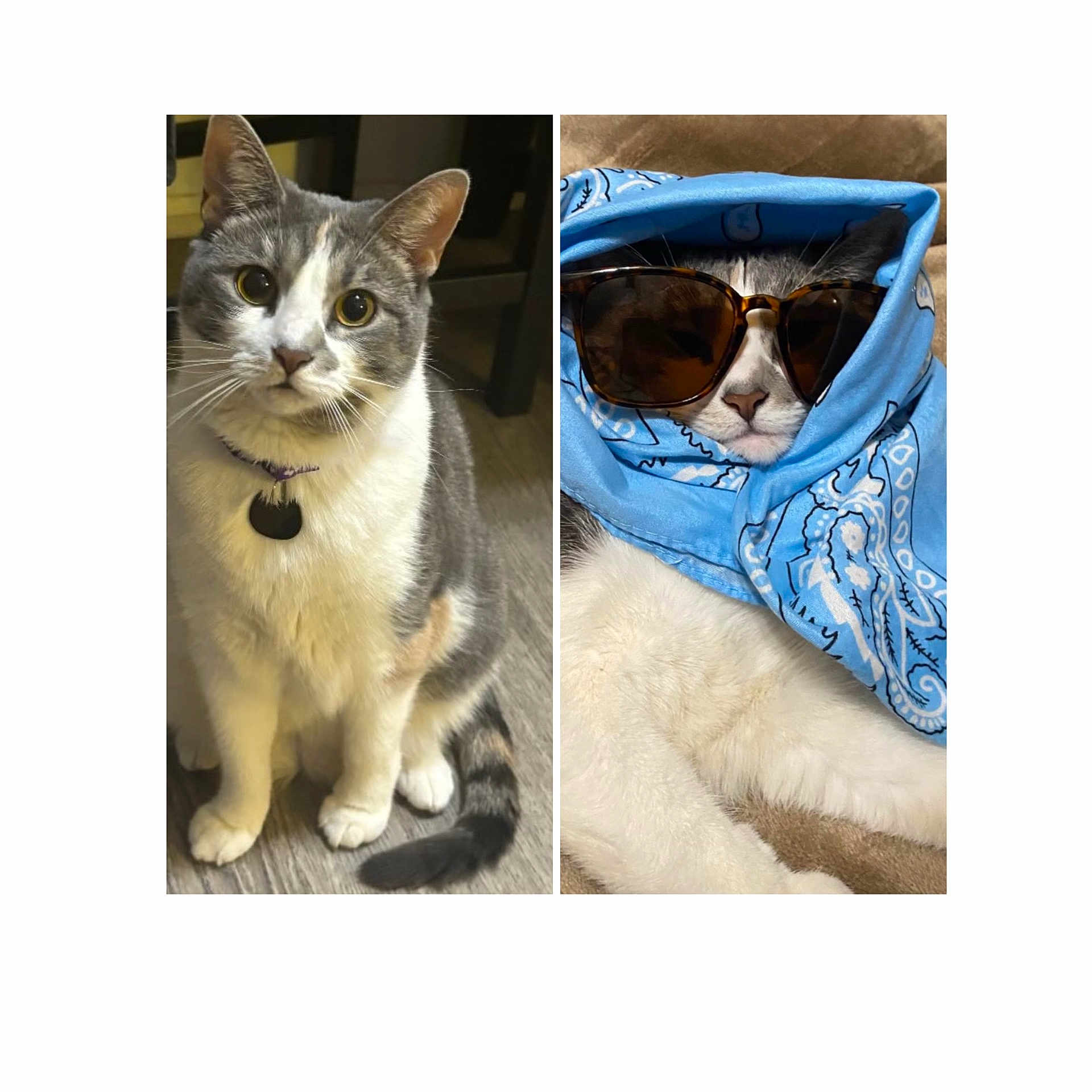 Winnie joined the competition — help win amazing prizes! accessories, animal, bag, bandana, canine, cat, clothing, dog, formalwear, glasses, head, headband, hoodie, knitwear, person, pet, sunglasses, sweater, sweatshirt, tie