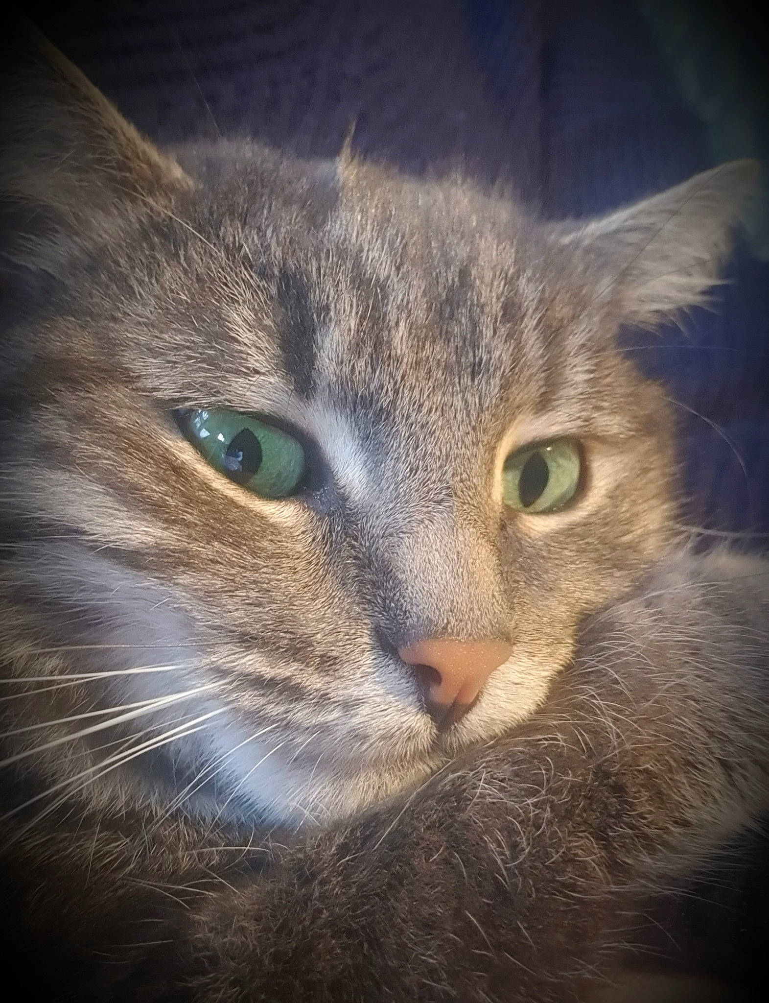 Souchi participe au concours pour gagner de l'argent avec cette photo : carnivore, cat, cloud, darkness, domestic_short_haired_cat, electric_blue, felidae, fur, iris, macro_photography, night, sky, small_to_medium_sized_cats, snout, terrestrial_animal, whiskers, wildlife, window