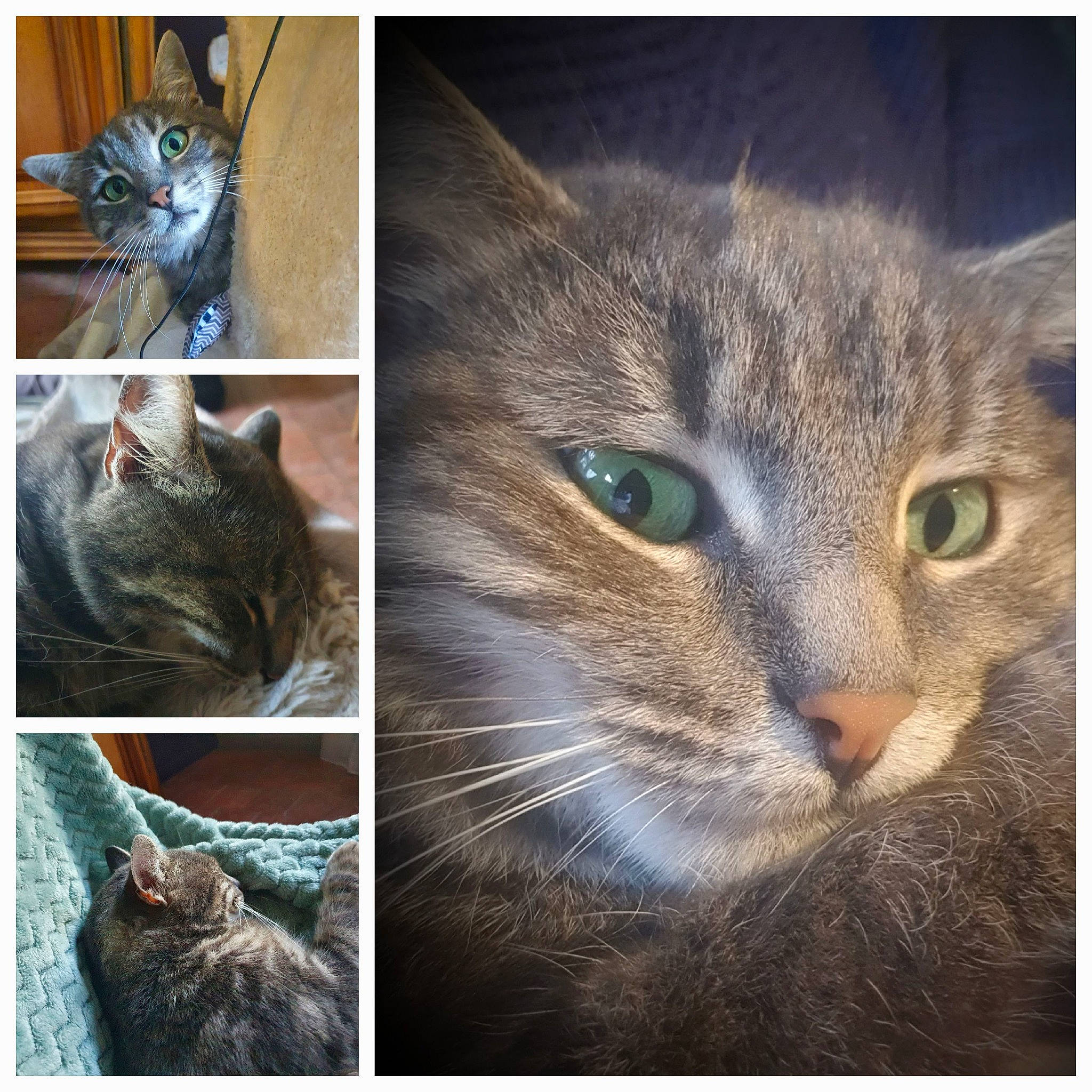 Souchi a rejoint le concours — aidez-le/la à gagner de superbes lots ! art, beauty, carnivore, cat, domestic_short_haired_cat, door, felidae, fur, photo_caption, photography, rectangle, small_to_medium_sized_cats, snapshot, snout, stock_photography, terrestrial_animal, whiskers, wildlife, window