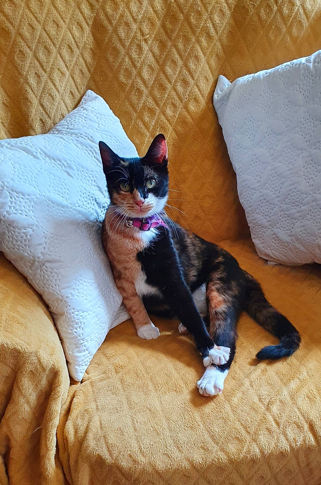 Louna a rejoint le concours — aidez-le/la à gagner de superbes lots ! carnivore, cat, comfort, couch, domestic_short_haired_cat, fawn, felidae, flooring, fur, grey, hardwood, human_leg, linens, paw, sitting, small_to_medium_sized_cats, tail, textile, whiskers, wood